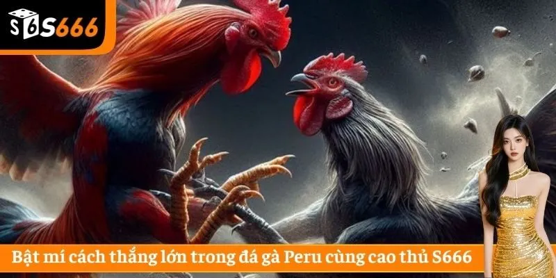 Bật mí cách thắng lớn trong đá gà Peru cùng cao thủ S666