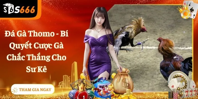 Đá Gà Thomo - Hòa Mình Vào Những Trận Gà Vô Cùng Sôi Động