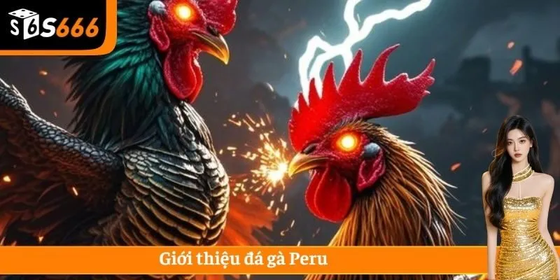 Giới thiệu đá gà Peru