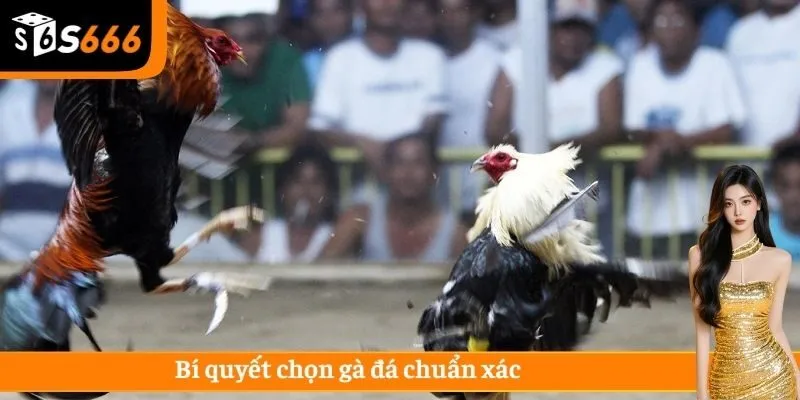 Kinh nghiệm giúp bạn chọn giống gà có sức mạnh và khả năng tấn công tốt