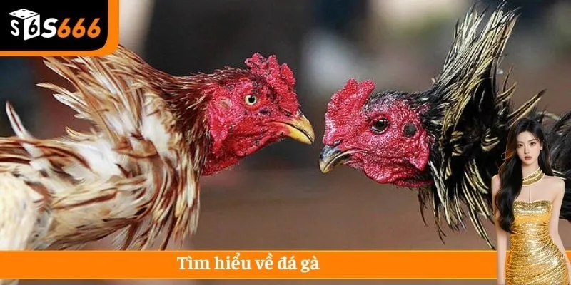 Tìm hiểu về đá gà