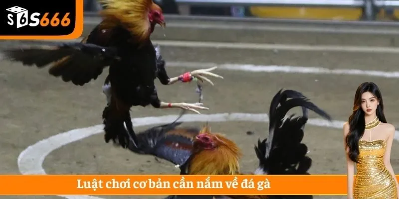 Trận đấu sẽ khép lại khi một trong hai chiến kê không thể tiếp tục